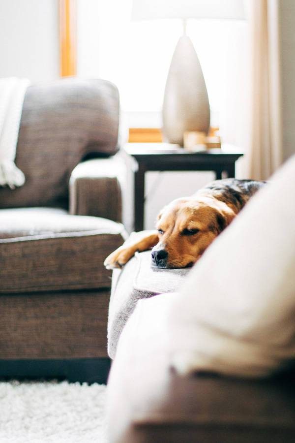 Dog laying in a bed.
