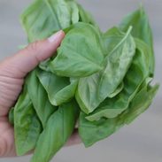 A picture of Creamy Basil Dip