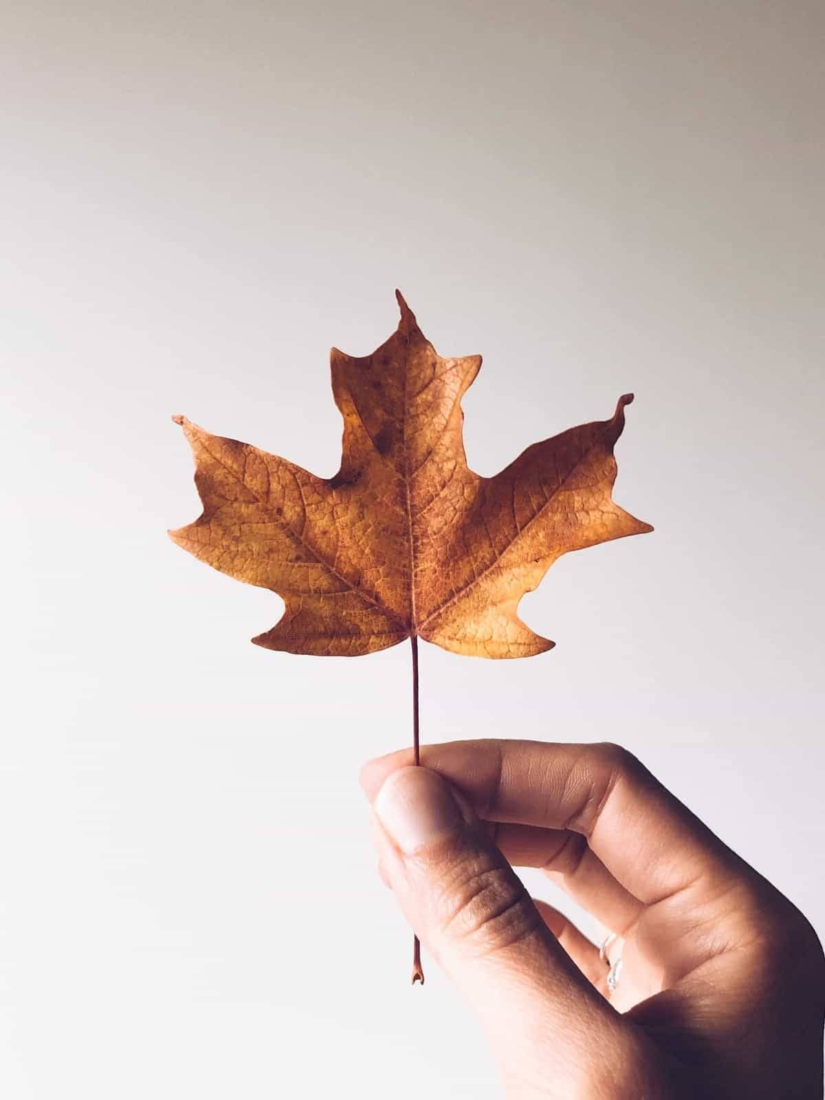 Orange fall leaf.